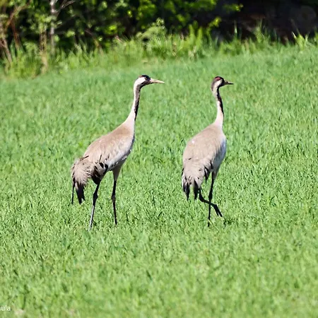 Satukurki-vierasmaja - Simple And Cute