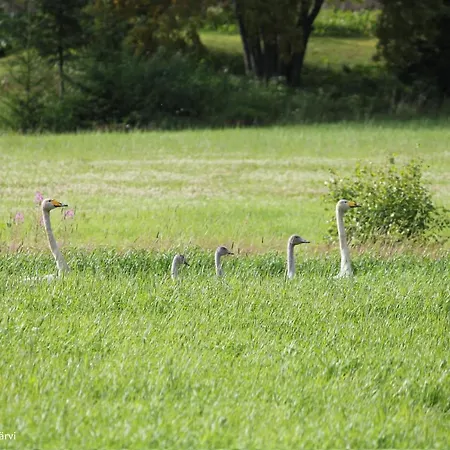 Satukurki-vierasmaja - Simple And Cute Campingplads *